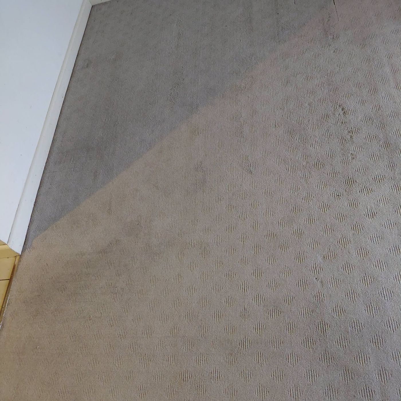 Close up of a freshly cleaned light carpet pile